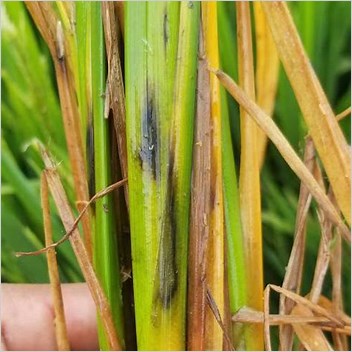 Rice Pests And Diseases